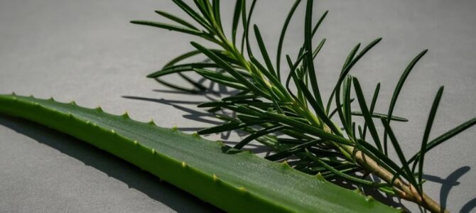 Mezcla romero y aloe, después de solo 2 minutos me lo agradecerás Mezcla romero y aloe, después de solo 2 minutos me lo agradecerás