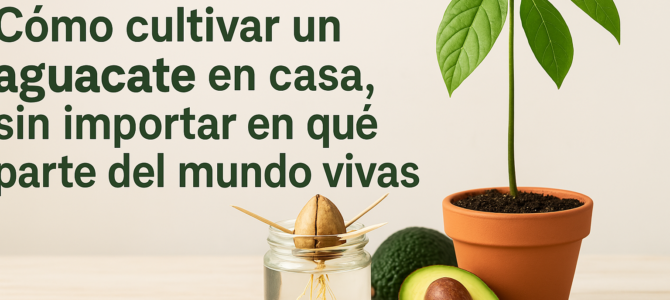 5 secretos de jardinería para cultivar un árbol de aguacate. 5 secretos de jardinería para cultivar un árbol de aguacate.