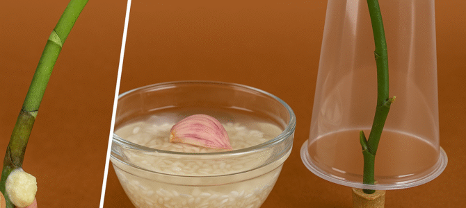 ¡Nada más que arroz! ¡La orquídea brota en la rama y florece todo el año! ¡Nada más que arroz! ¡La orquídea brota en la rama y florece todo el año!