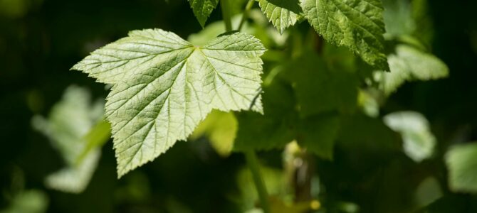 Guía completa para cultivar uvas a partir de semillas en macetas: paso a paso desde casa