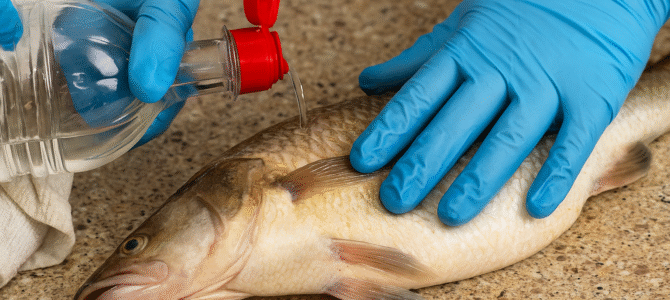 Limpio cualquier pescado con las manos, sin cuchillo ni agua hirviendo, la cocina queda limpia.