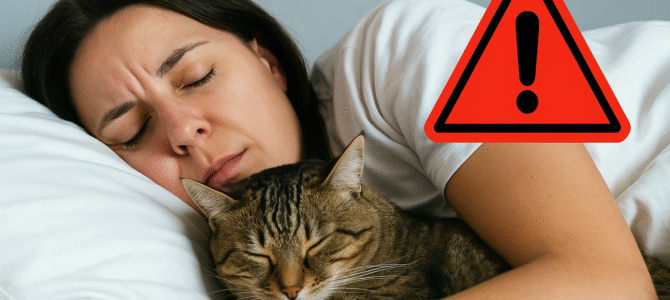 Los gatos pueden traer enfermedades si duermes con ellos. Los gatos pueden traer enfermedades si duermes con ellos.