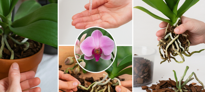 Curiosamente, cultivar orquídeas sin regarlas hace que crezcan rápidamente y florezcan. Curiosamente, cultivar orquídeas sin regarlas hace que crezcan rápidamente y florezcan.