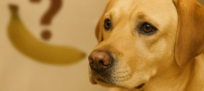 Esta fruta puede ser peligrosa para tu perro y muchos no lo saben
