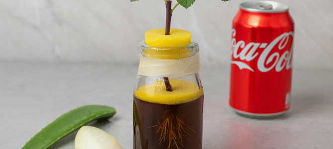 Cómo propagar rosas con Coca Cola: 3 pasos súper sencillos. Cómo propagar rosas con Coca Cola: 3 pasos súper sencillos.