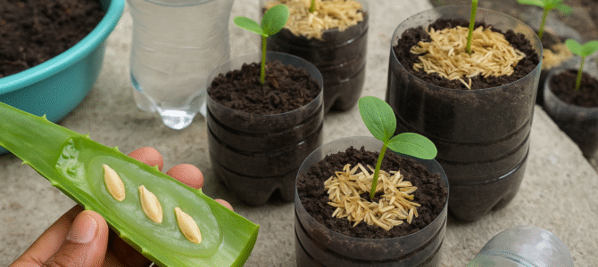 Cultiva toneladas de pepinos sin jardín: ¡mi método secreto!