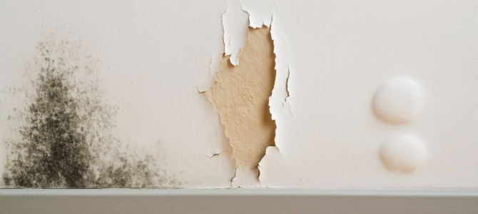 Cómo reparar tu pared con moho o descascarada sin gastar dinero Cómo reparar tu pared con moho o descascarada sin gastar dinero