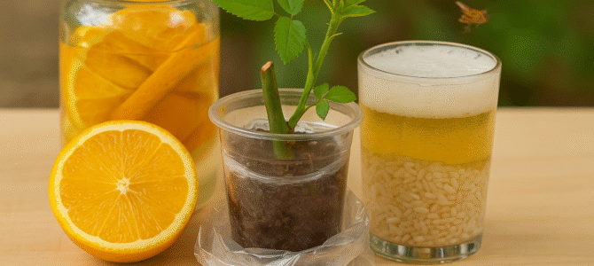 ¡Con solo una taza tendrás un rosal con incontables raíces y flores!