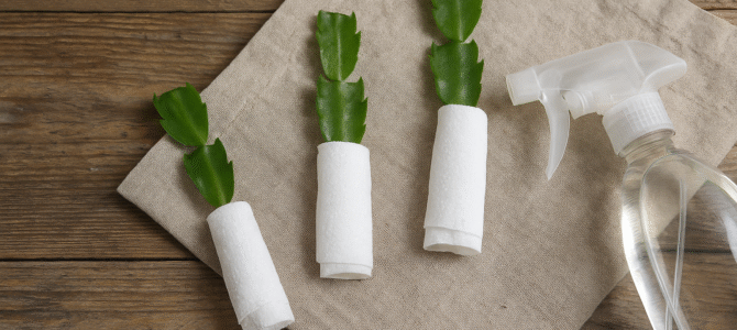 El cactus de Navidad echa raíces en solo un mes: solo necesitas papel higiénico y un trozo de tela El cactus de Navidad echa raíces en solo un mes: solo necesitas papel higiénico y un trozo de tela