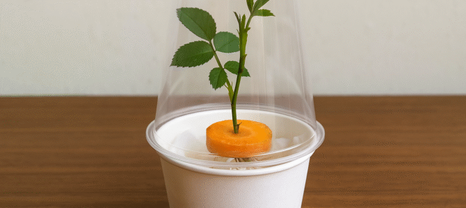 ¡Solo una taza! ¡De repente, aparecen mil raíces y las rosas florecen todo el año! ¡Solo una taza! ¡De repente, aparecen mil raíces y las rosas florecen todo el año!