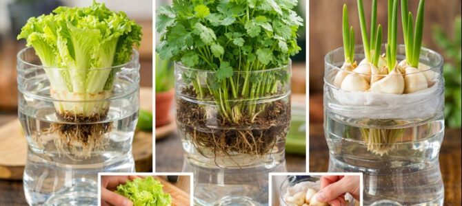 Cómo tener muchos vegetales cultivados en casa utilizando botellas plásticas.