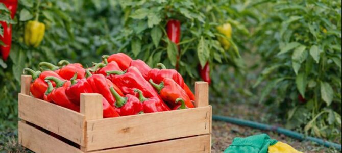 Mis plantas de pimiento no daban nada, hasta que hice ESTO. ¡Ahora lleno cubos de cosecha!