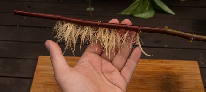 Método turco para sacar varios árboles de una sola rama Método turco para sacar varios árboles de una sola rama