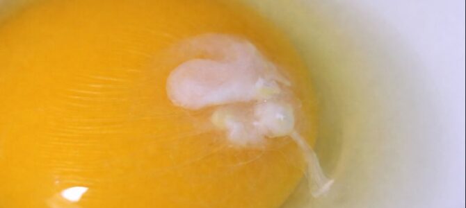 Qué es el filamento blanco del huevo y para qué sirve Qué es el filamento blanco del huevo y para qué sirve