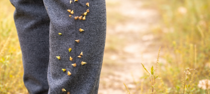 Lo que encontré en mi pantalón después de caminar al aire libre y me dejó pensando