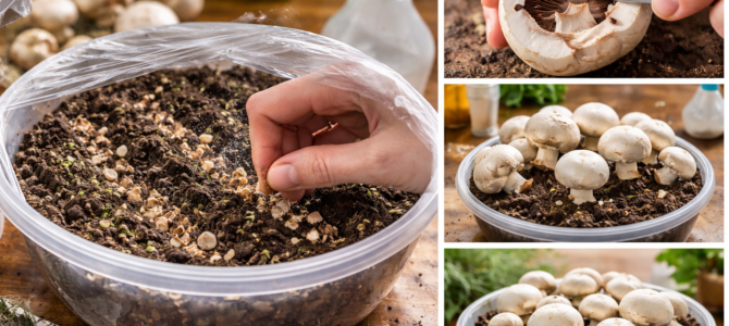 Haz esto y los hongos crecerán casi solos: Cultivo de hongos en casa.