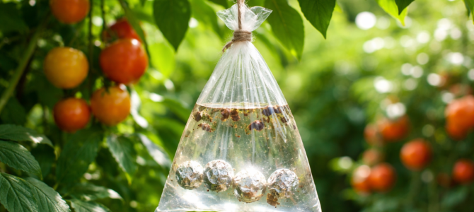 Colgar una bolsa con agua en una rama: el curioso efecto que muchas personas comentan en el jardín. Colgar una bolsa con agua en una rama: el curioso efecto que muchas personas comentan en el jardín.
