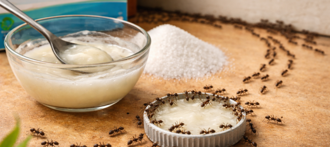 Ingrediente económico que puede ayudar a controlar la presencia de hormigas en casa. Ingrediente económico que puede ayudar a controlar la presencia de hormigas en casa.