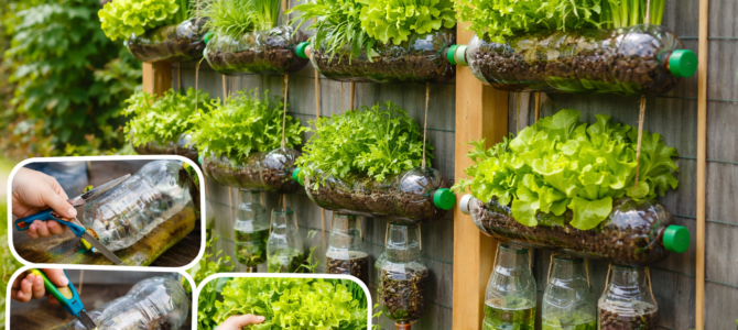 Cómo hacer un jardín vertical con botellas de plástico para cultivar lechuga y cebollín en casa de forma sencilla.