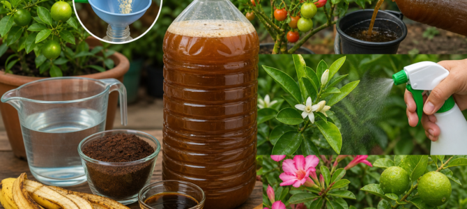 Abono orgánico para lograr mayor floración, crecimiento vigoroso y mejor producción de frutos.