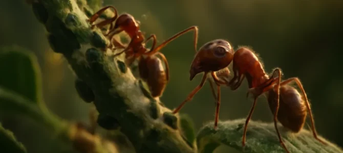 Hormigas en las plantas: por qué pueden ser una señal de pulgones o cochinillas