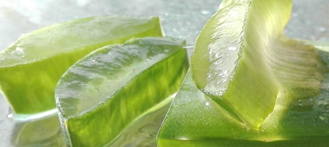 Cómo usar el Aloe Vera como fertilizante natural para tus plantas en casa