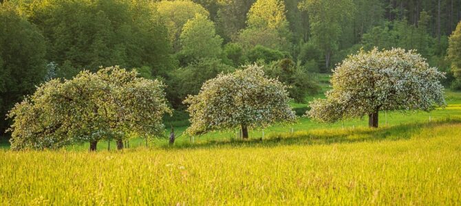 10 árboles frutales que se adaptan a suelos pobres y secos