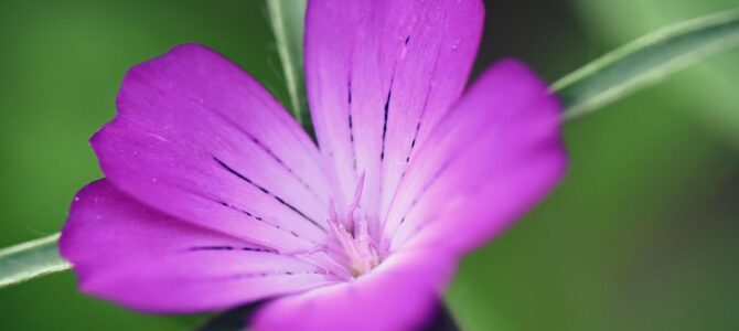 13 flores tóxicas comunes en jardines y ramos: cuáles son y por qué conviene manejarlas con cuidado