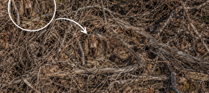 ¿Puedes encontrar al perro escondido? Solo las personas más observadoras logran verlo a simple vista. ¿Puedes encontrar al perro escondido? Solo las personas más observadoras logran verlo a simple vista.