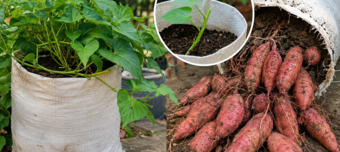 Cultivo de batata dulce en bolsas: el método práctico que permite obtener una cosecha abundante en poco espacio.