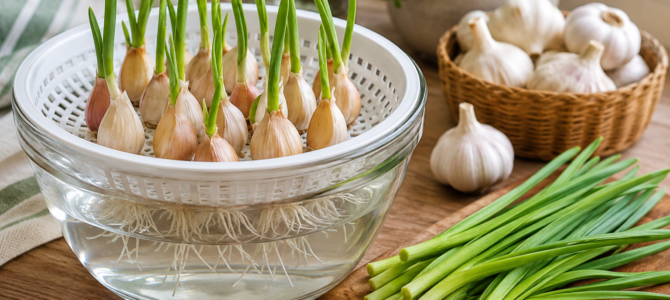 Cultivo de ajo en agua: el sencillo método que permite obtener brotes frescos sin necesidad de tierra.