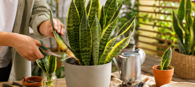 7 cuidados esenciales para que tu lengua de suegra crezca fuerte y saludable durante todo el verano.