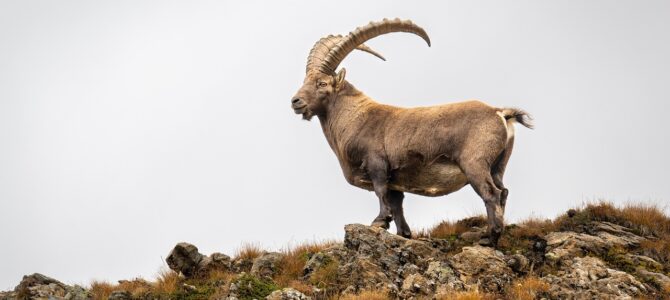 Capricornio: el signo zodiacal que se gana el respeto con hechos y no con palabras Capricornio: el signo zodiacal que se gana el respeto con hechos y no con palabras