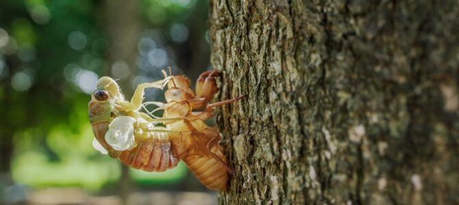 Cigarras: para qué sirven y por qué pasan hasta 17 años bajo tierra antes de emerger