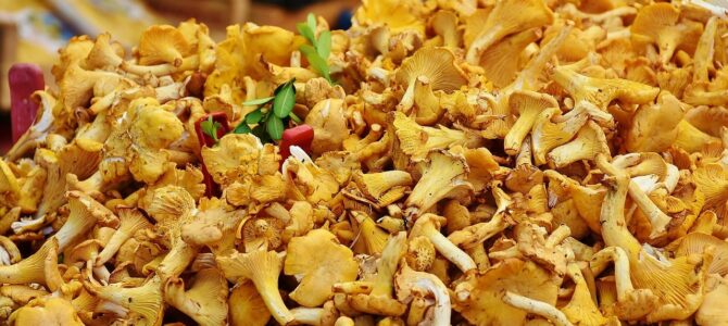 Cómo cultivar gírgolas en casa a partir de hongos comprados en el mercado