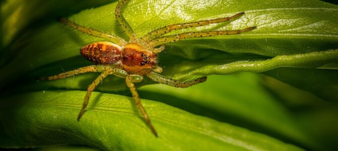 Encontró un insecto diminuto con pequeños puntos blancos en sus pantuflas: qué podría ser y cómo actuar