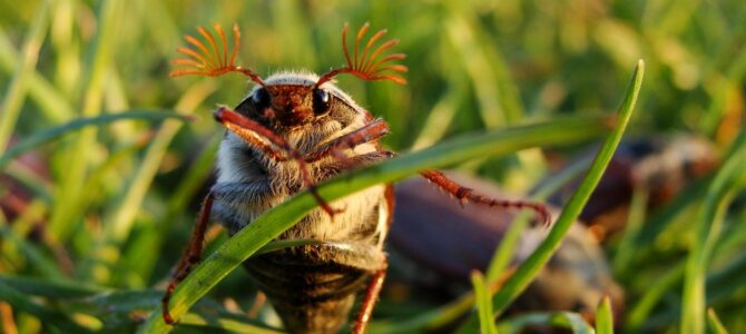 Escarabajo sanjuanero (Melolontha melolontha): cómo identificarlo y qué hacer si aparece en casa
