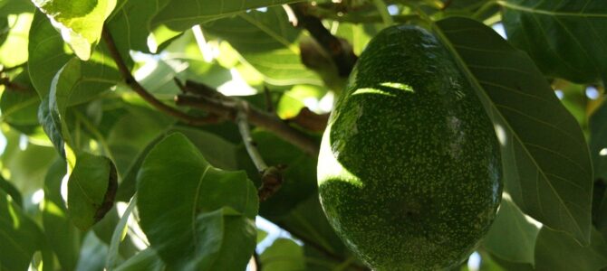 Palta o aguacate: 5 grupos de personas que deberían moderar o evitar su consumo