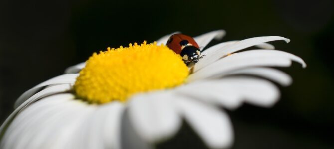 Para qué sirven las mariquitas: el papel ecológico del depredador más popular del jardín Para qué sirven las mariquitas: el papel ecológico del depredador más popular del jardín