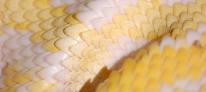 Piel blanca, escamosa y reseca: qué hacer en casa cuando la crema no es suficiente