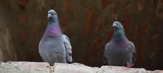 Test visual de las palomas: qué revela sobre tu personalidad la cantidad que ves primero Test visual de las palomas: qué revela sobre tu personalidad la cantidad que ves primero