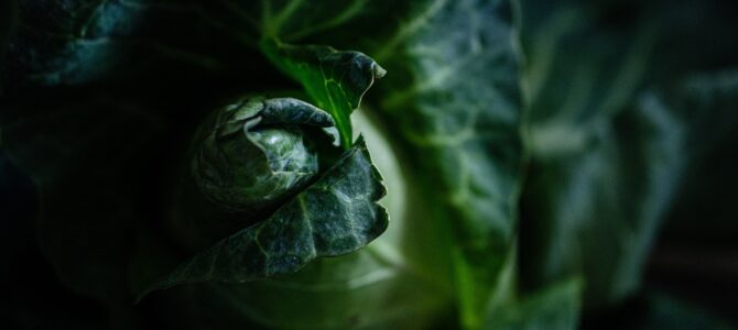 11 malezas comestibles que crecen en tu jardín y cómo aprovecharlas