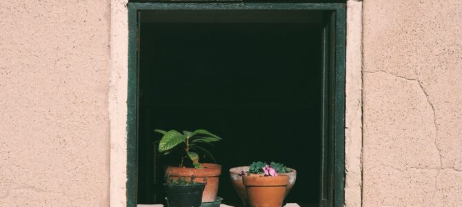 8 plantas frutales perennes fáciles de cultivar en macetas 8 plantas frutales perennes fáciles de cultivar en macetas