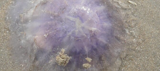 Bandera violeta en la playa: qué significa y cómo protegerte de la fauna marina peligrosa