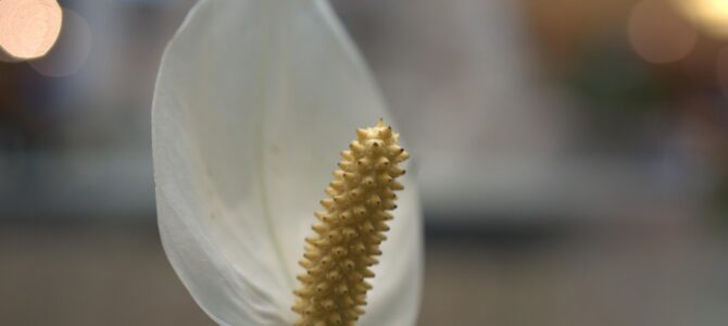 Cómo cuidar la flor de la paz (Spathiphyllum) para que florezca todo el año Cómo cuidar la flor de la paz (Spathiphyllum) para que florezca todo el año