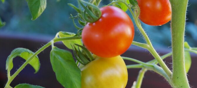 Cómo cultivar una huerta en macetas en casa: guía práctica para principiantes