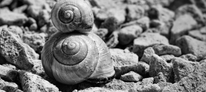 Cómo eliminar babosas y caracoles del jardín sin usar venenos