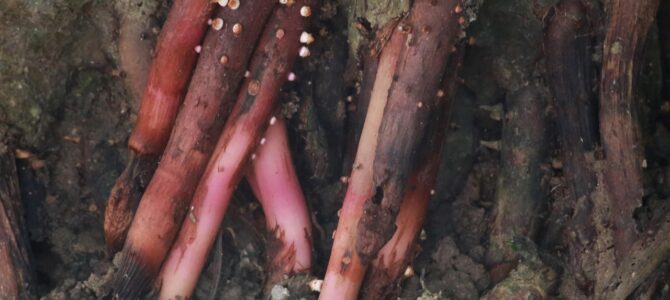 Cómo eliminar pulgones, cochinillas, ácaros y hongos en las plantas con un insecticida casero Cómo eliminar pulgones, cochinillas, ácaros y hongos en las plantas con un insecticida casero