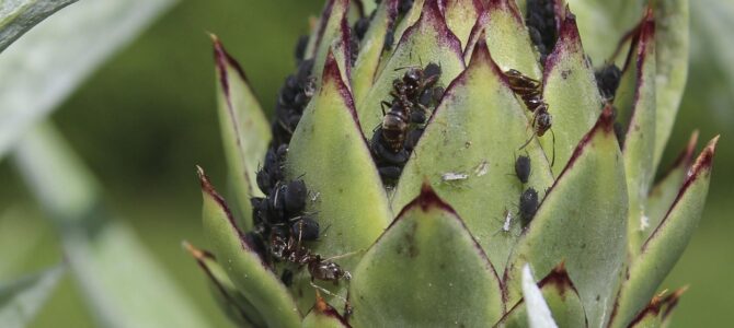 Cómo eliminar pulgones y cochinillas de forma natural sin usar pesticidas