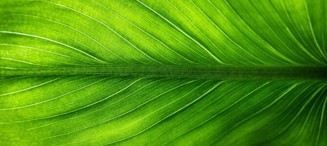 Cómo enraizar plantas a partir de una hoja usando un solo ingrediente natural